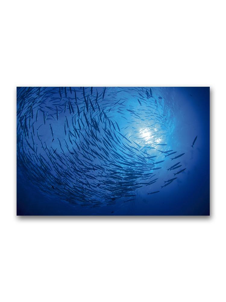 Bottom View School Of Barracuda Poster -Image by Shutterstock
