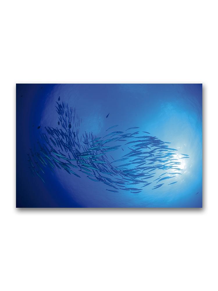 Bottom View School Barracuda Poster -Image by Shutterstock