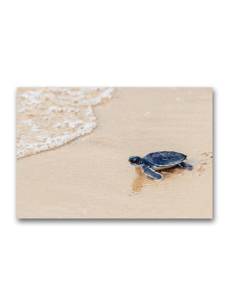 Tiny Sea Turtle Walking On Sand Poster -Image by Shutterstock