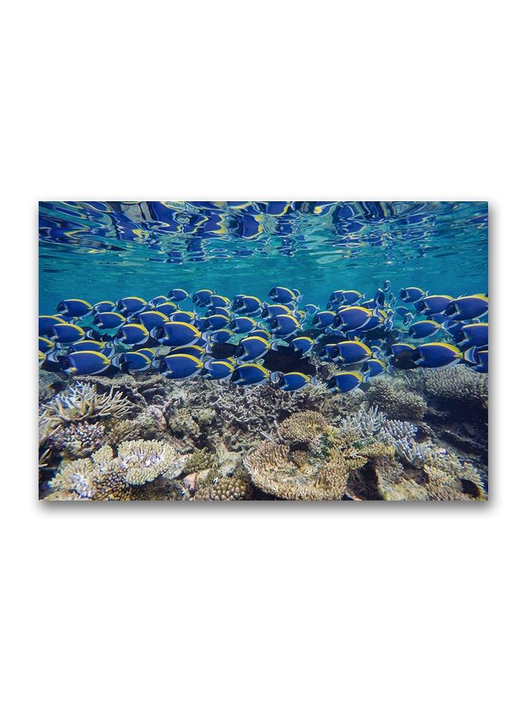 Beautiful Fish And Coral Reef Poster -Image by Shutterstock