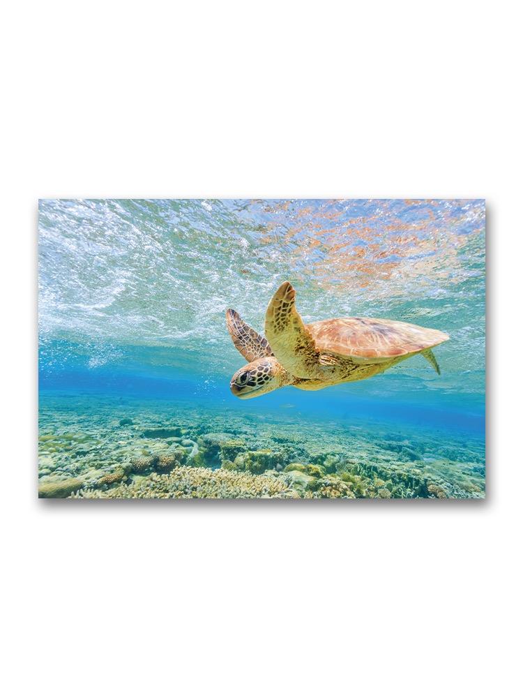 Sea Turtle Over Coral Reef  Poster -Image by Shutterstock