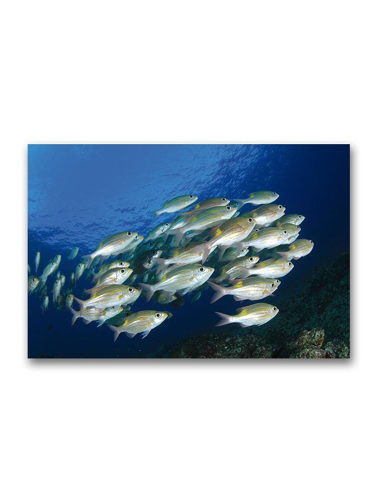School Of Bright Fish  Poster -Image by Shutterstock