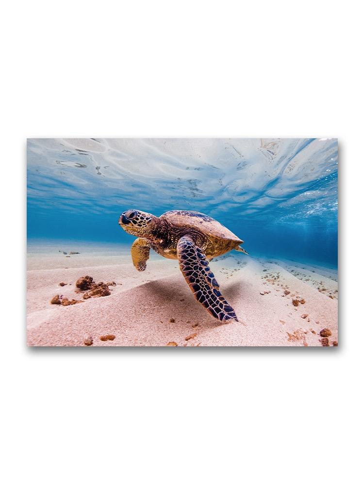 Amazing Sea Turtle On Sea Floor Poster -Image by Shutterstock