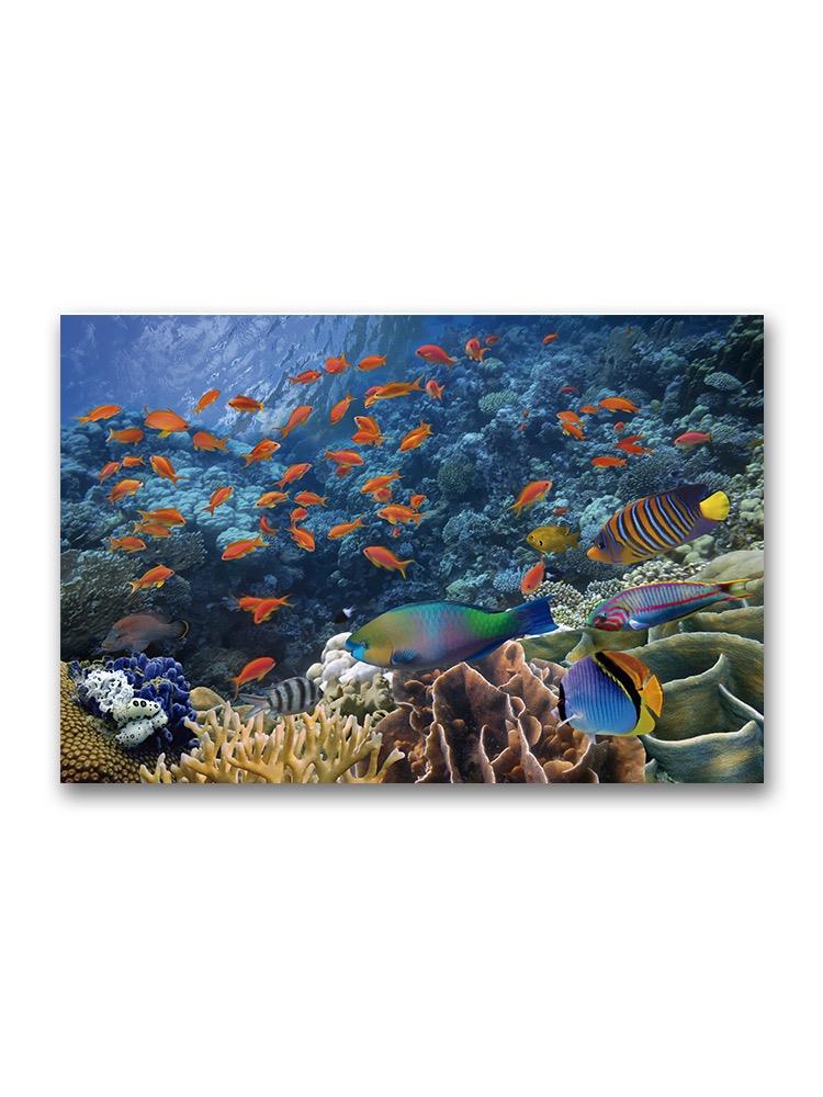 Tropical Reef Fish Landscape Poster -Image by Shutterstock