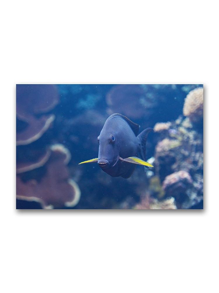 Black Surgeon Fish Swimming  Poster -Image by Shutterstock