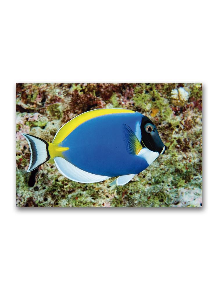 Incredible Blue Surgeon Fish  Poster -Image by Shutterstock