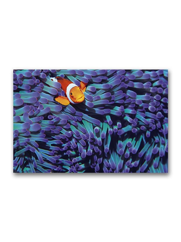 Amazing Portrait Of Clown Fish Poster -Image by Shutterstock