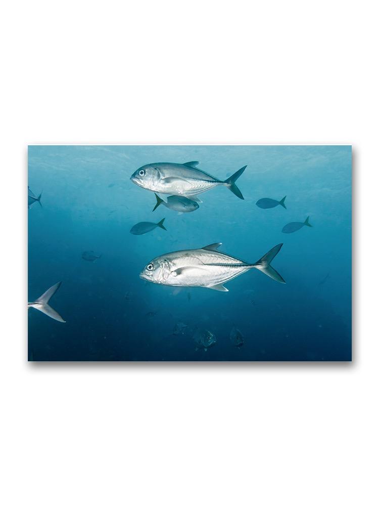 Portrait Of Silver Fish  Poster -Image by Shutterstock