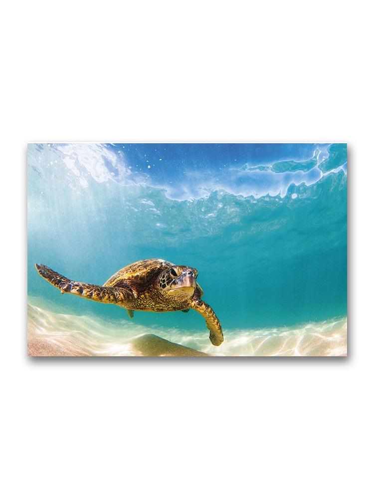 Incredible Portrait Of Seaturtle Poster -Image by Shutterstock