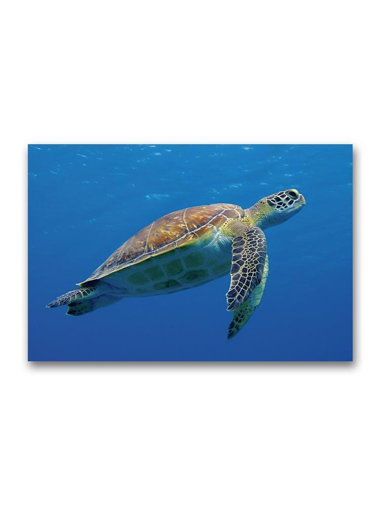 Full Body Portrait Of Sea Turtle Poster -Image by Shutterstock