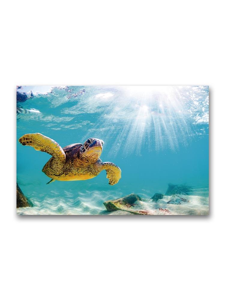 Beautiful Hawaiian Sea Turtle  Poster -Image by Shutterstock