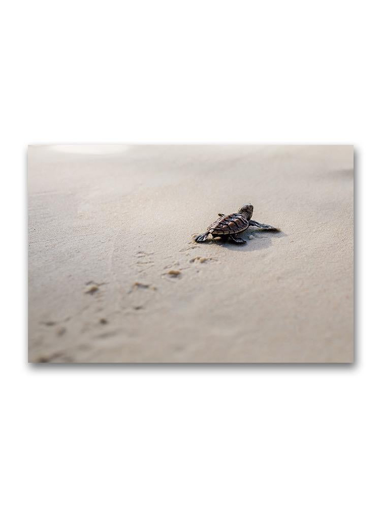 Little Sea Turtle Walking On Bea Poster -Image by Shutterstock