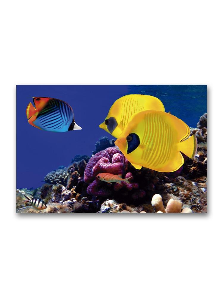 Colorful Fish In Coral Reef Poster -Image by Shutterstock