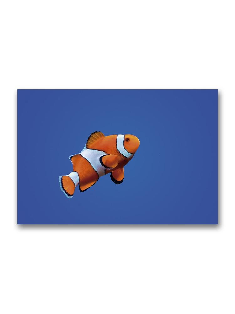 Stunning Clown Fish Swimming Poster -Image by Shutterstock