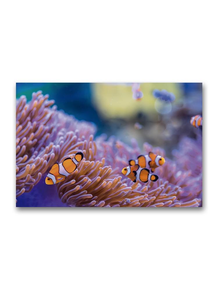 Clown Fish In Anenomes  Poster -Image by Shutterstock