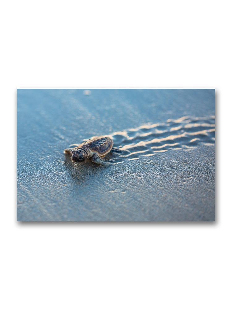 Baby Sea Turtle At Beach  Poster -Image by Shutterstock