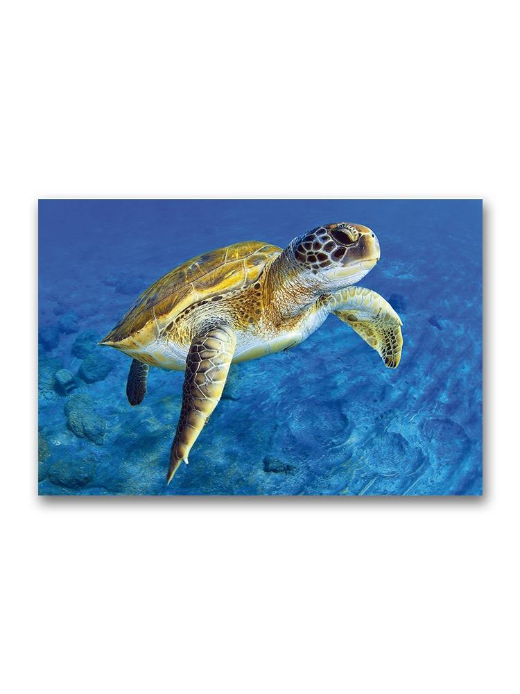 Beautiful Portrait Of Sea Turtle Poster -Image by Shutterstock