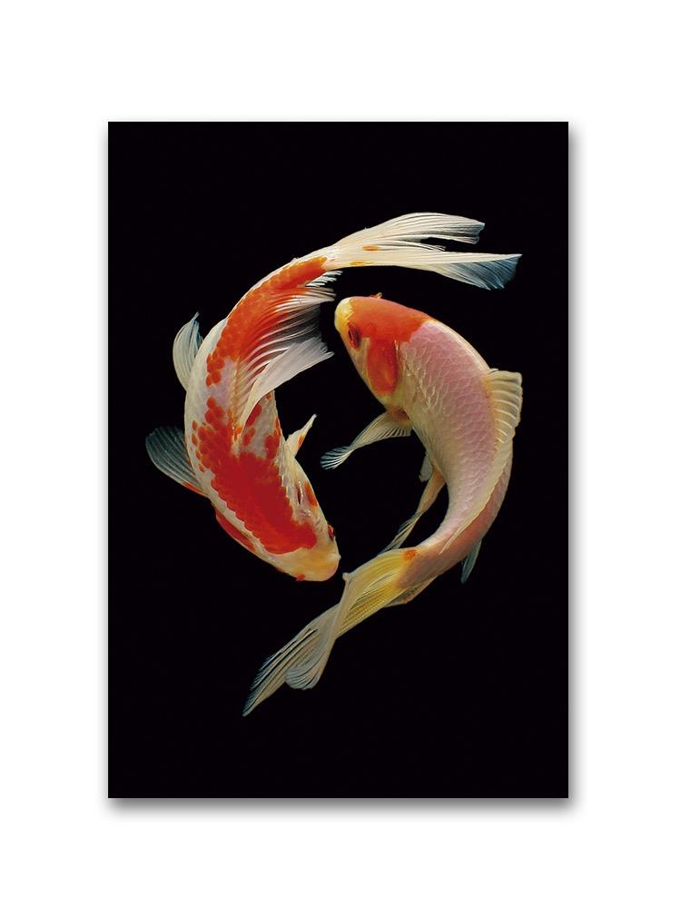 Koi Fish In Yin Yang Poster -Image by Shutterstock