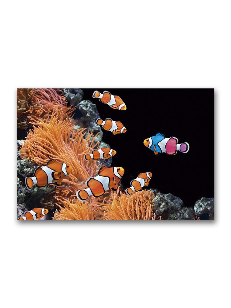 Be Unique Clownfish Colorful  Poster -Image by Shutterstock