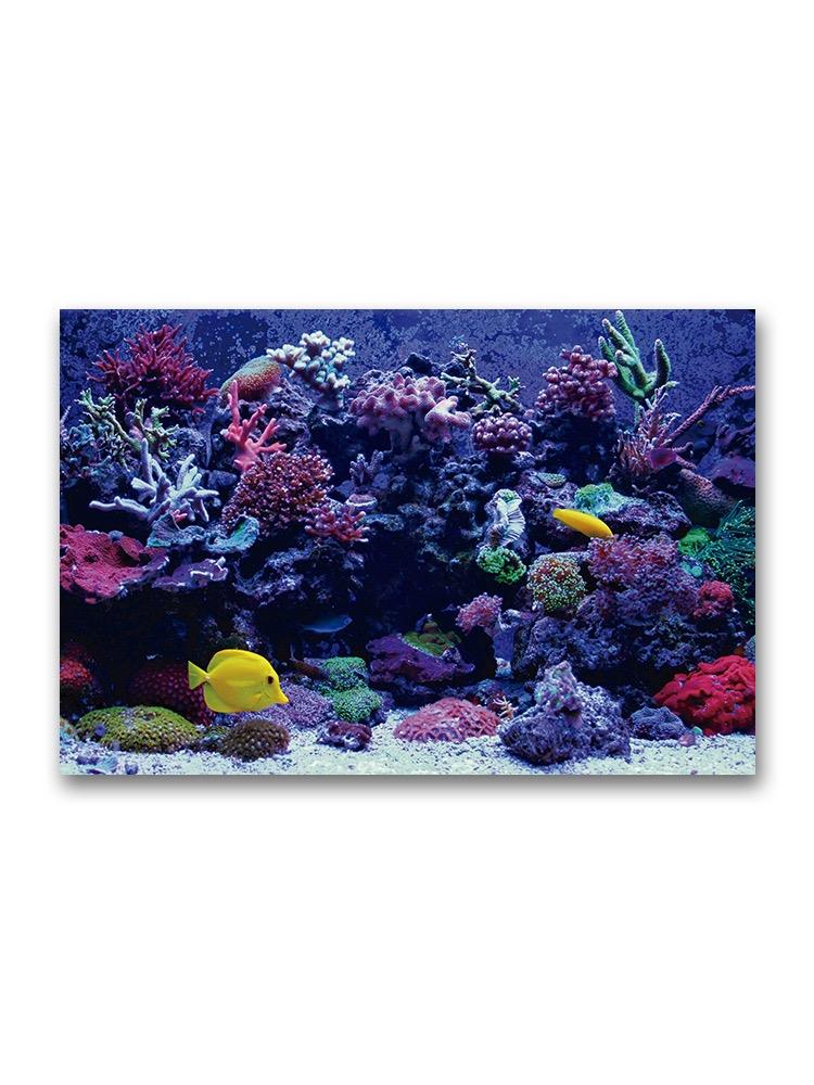 Amazing Coral Reef In Aquarium  Poster -Image by Shutterstock