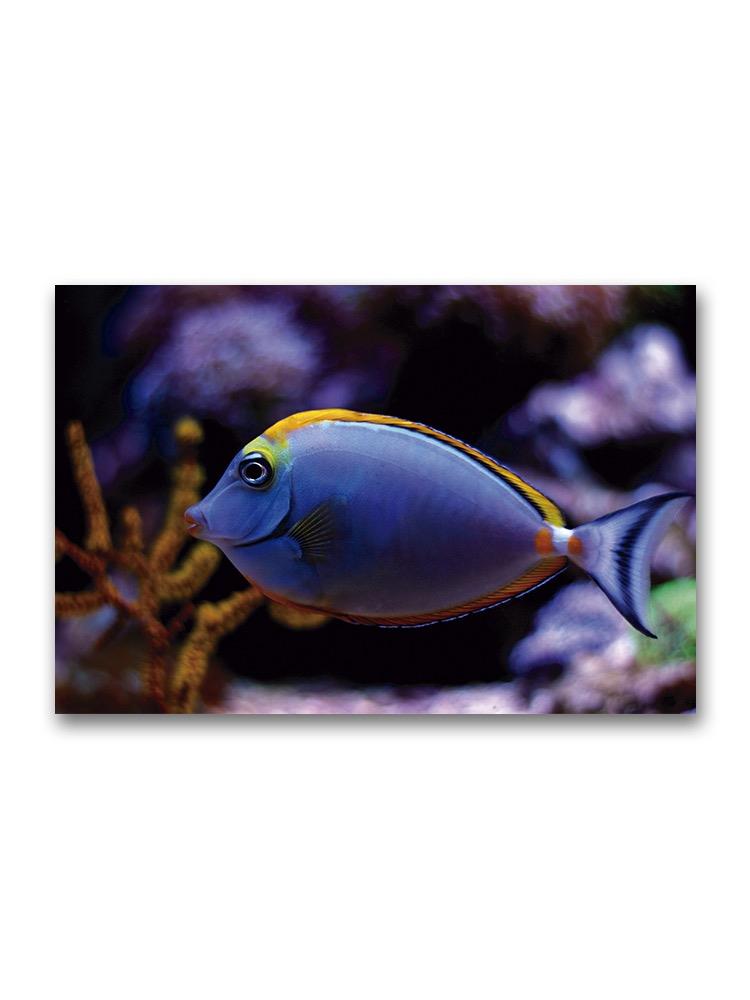 Surgeon Fish Closeup Poster -Image by Shutterstock