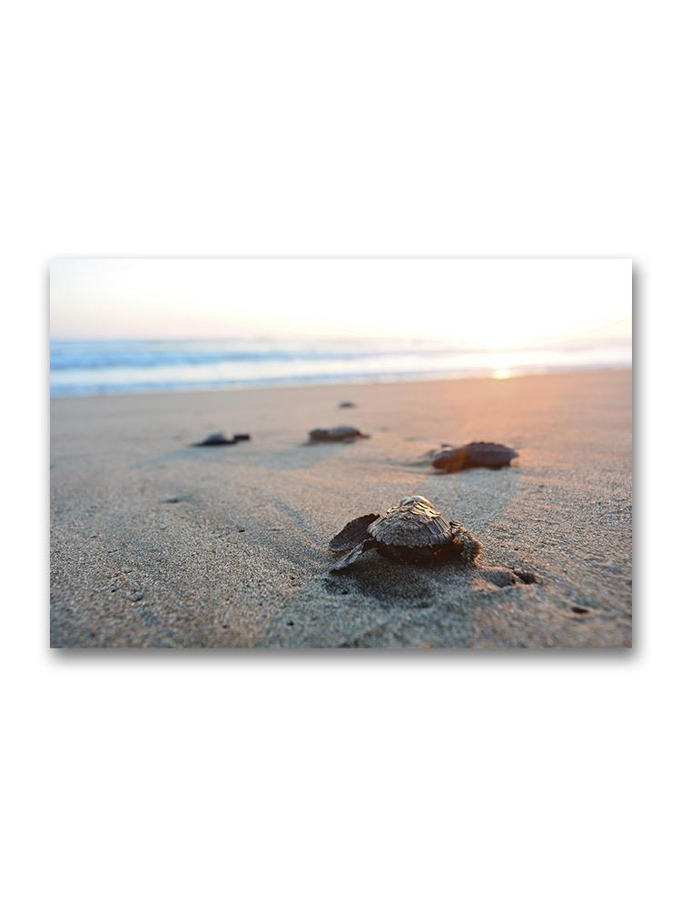 Baby Turtles Going To The Sea  Poster -Image by Shutterstock