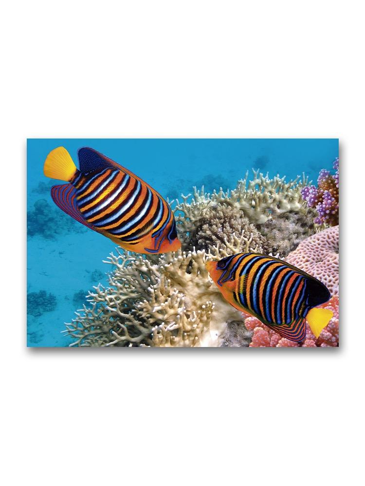Cute Pair Of Angelfish Poster -Image by Shutterstock