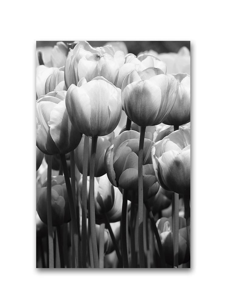 A Lot Of Beautiful Flowers Poster -Image by Shutterstock