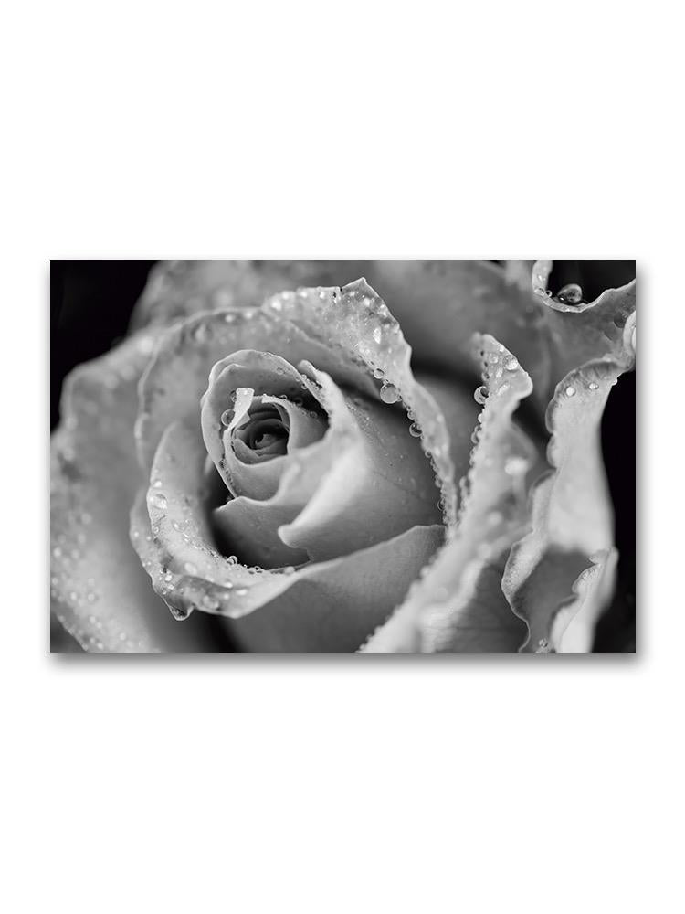 Dew Kissed Rose Poster -Image by Shutterstock