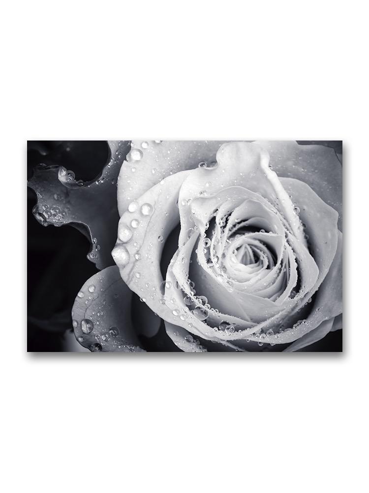 Wet White Rose Poster -Image by Shutterstock