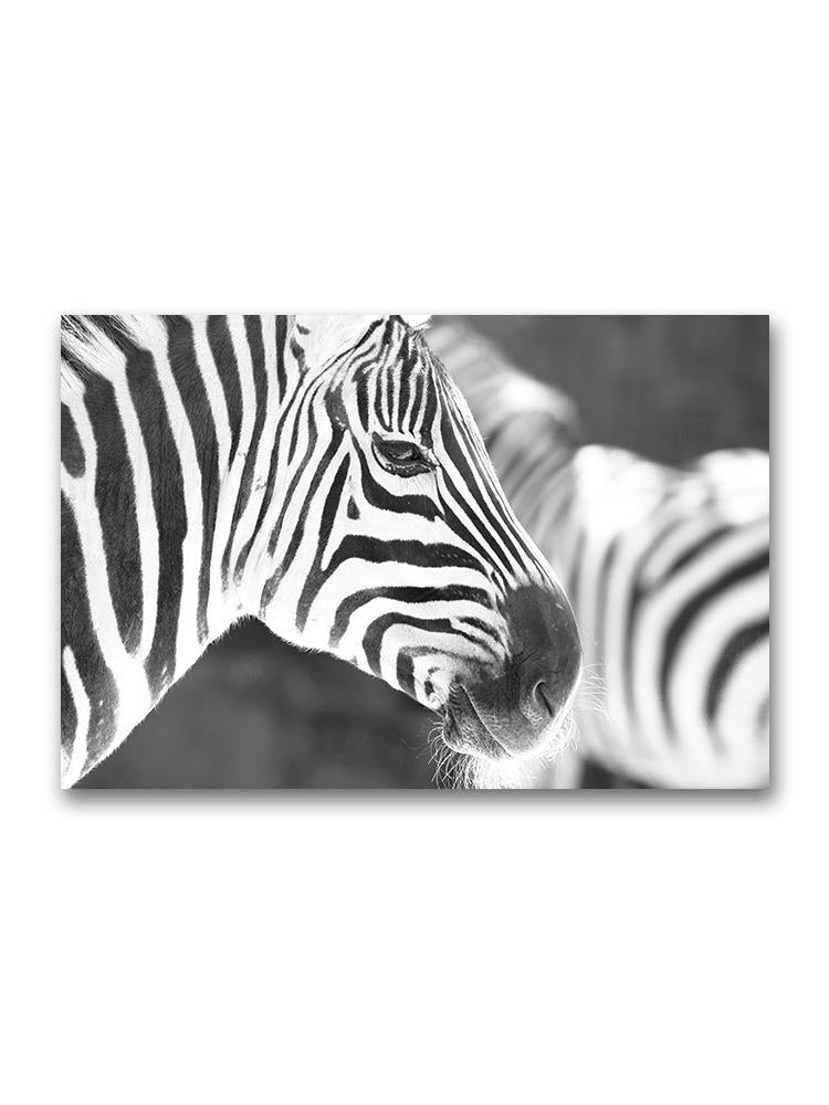 Zebra Close-up Poster -Image by Shutterstock