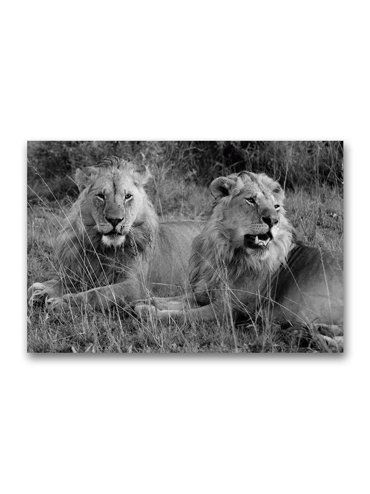Two Lions Poster -Image by Shutterstock