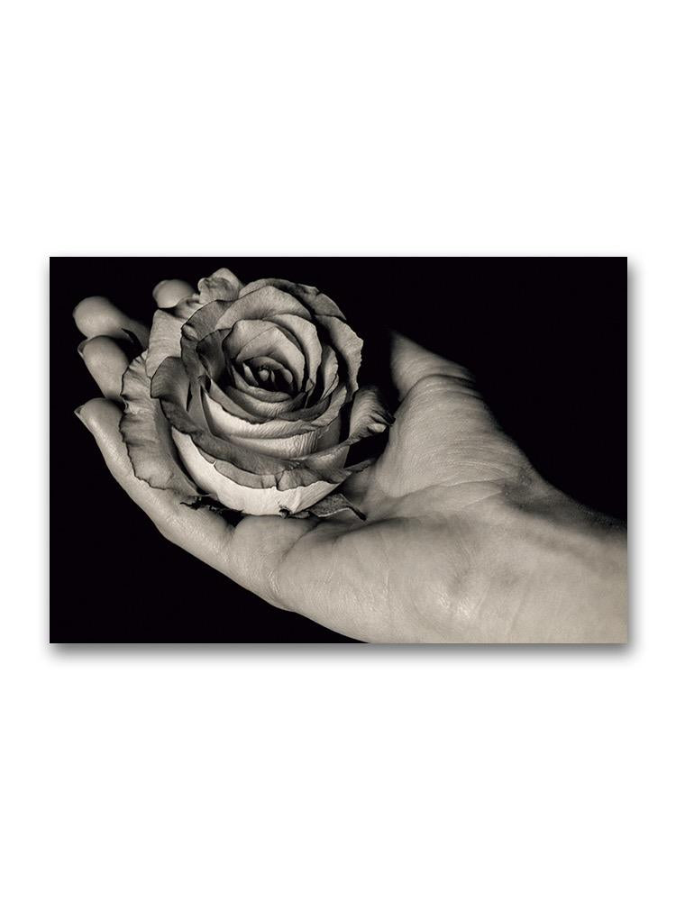 Hand Holding A White Rose Poster -Image by Shutterstock