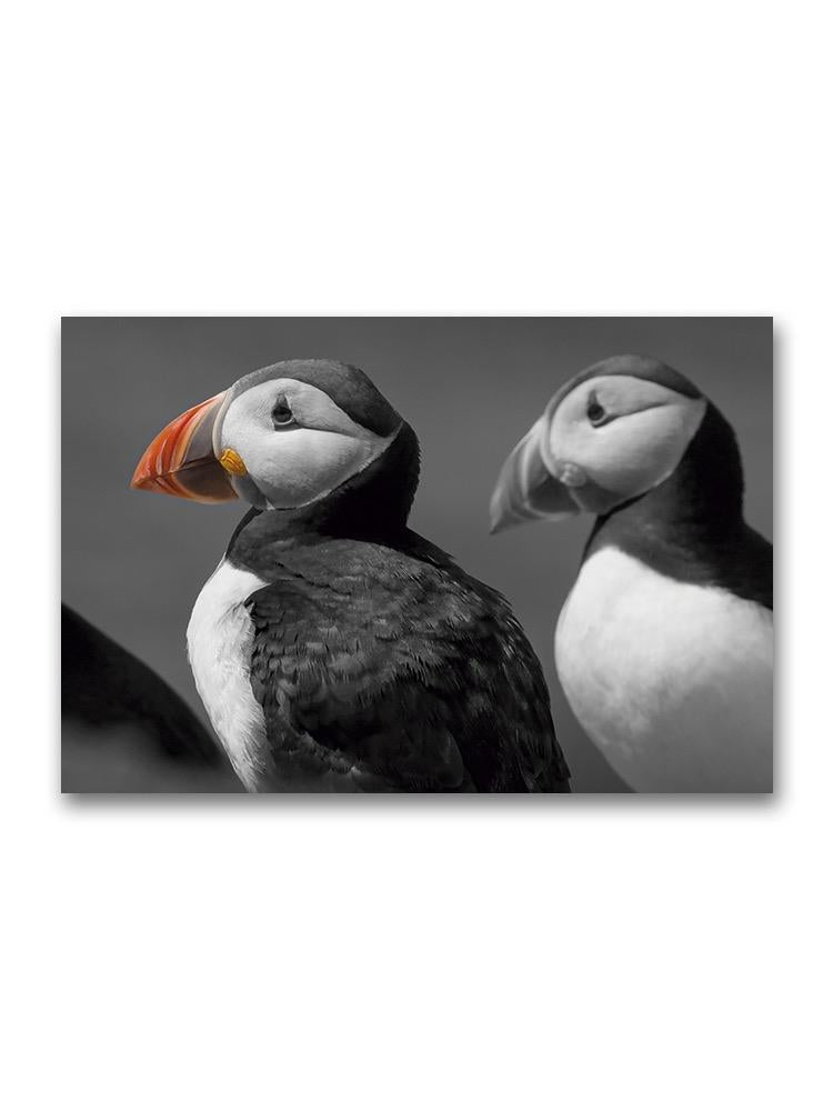Pluffins Portrait Poster -Image by Shutterstock