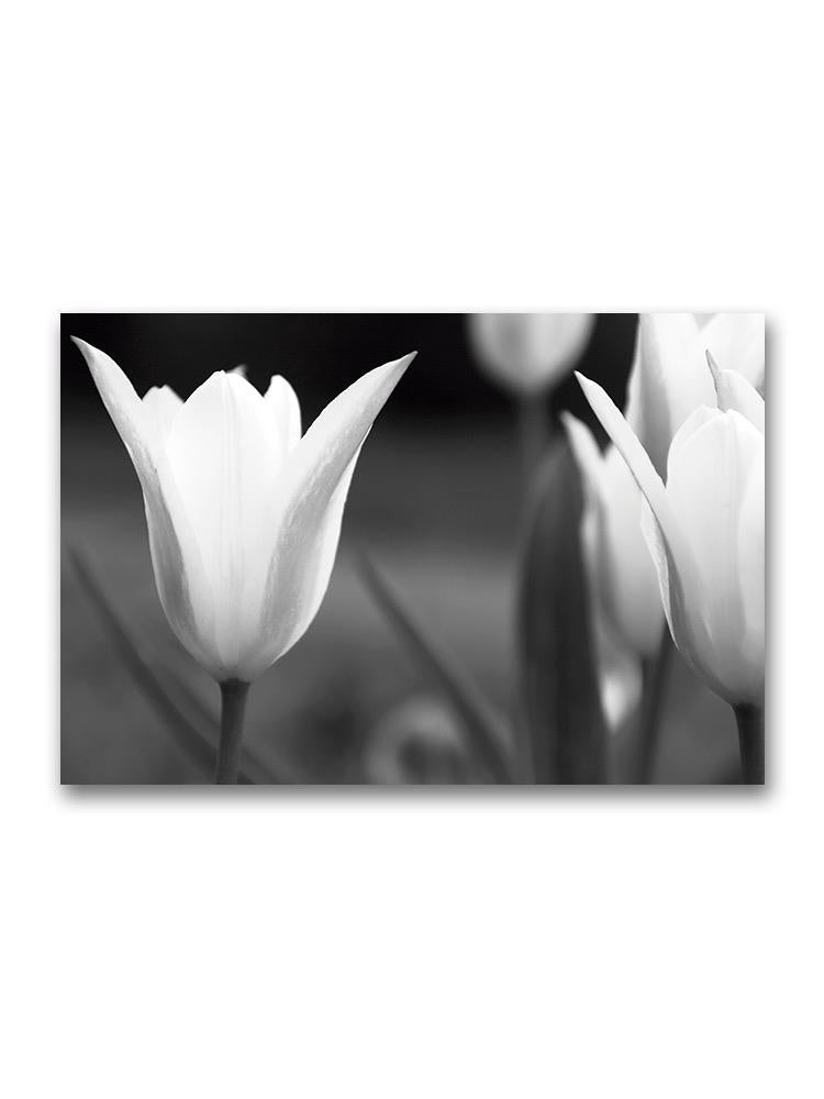 Tulip Portrait Poster -Image by Shutterstock