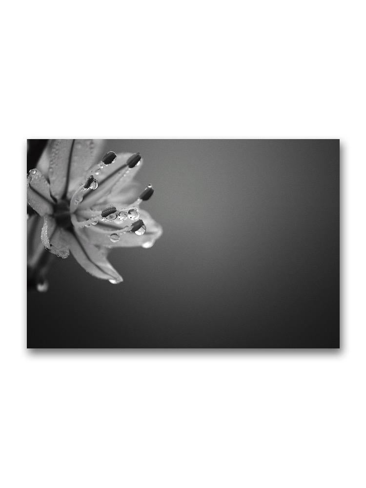 Wet Flower Portrait Poster -Image by Shutterstock