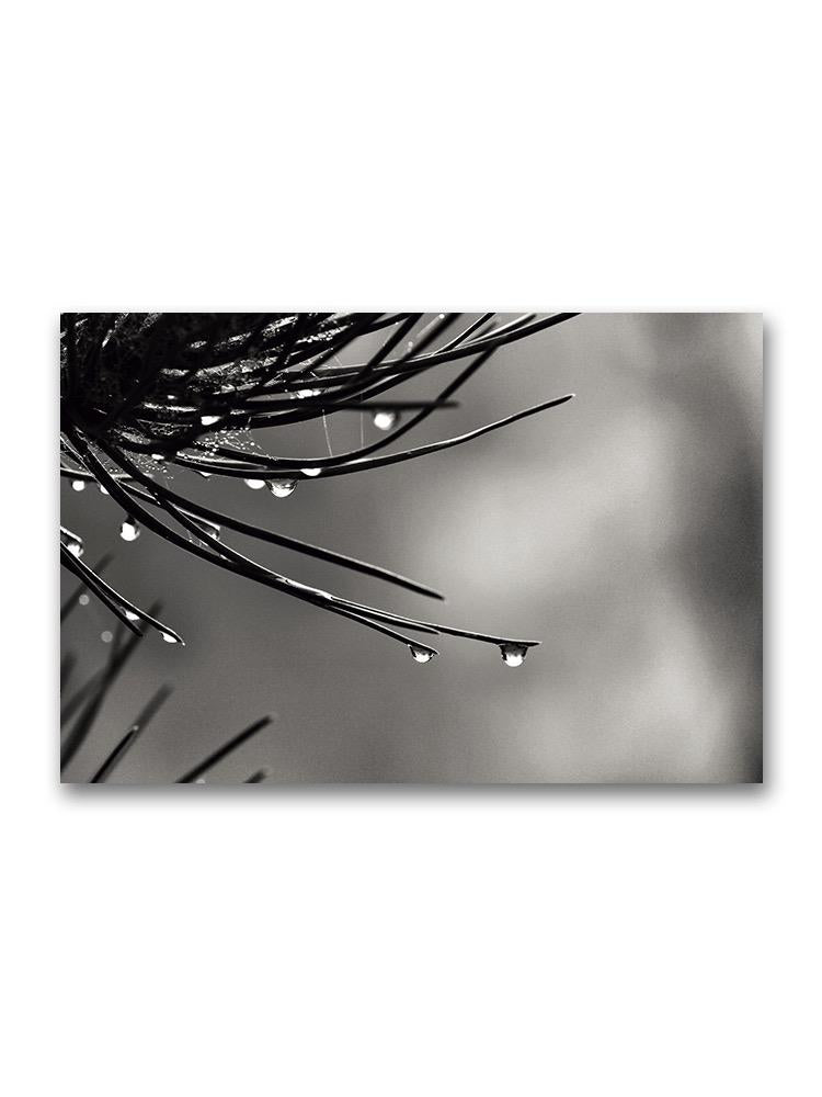 Wet Pine Needles Poster -Image by Shutterstock