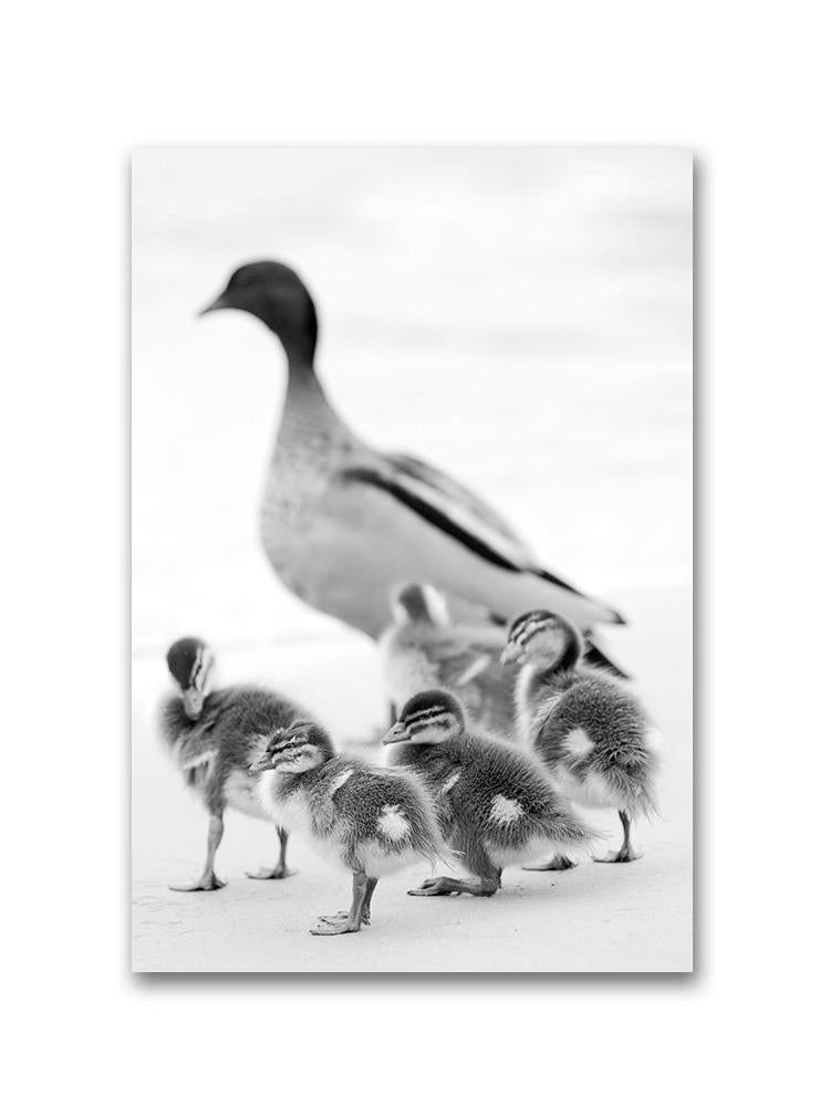 Baby Ducklings With Duck Poster -Image by Shutterstock
