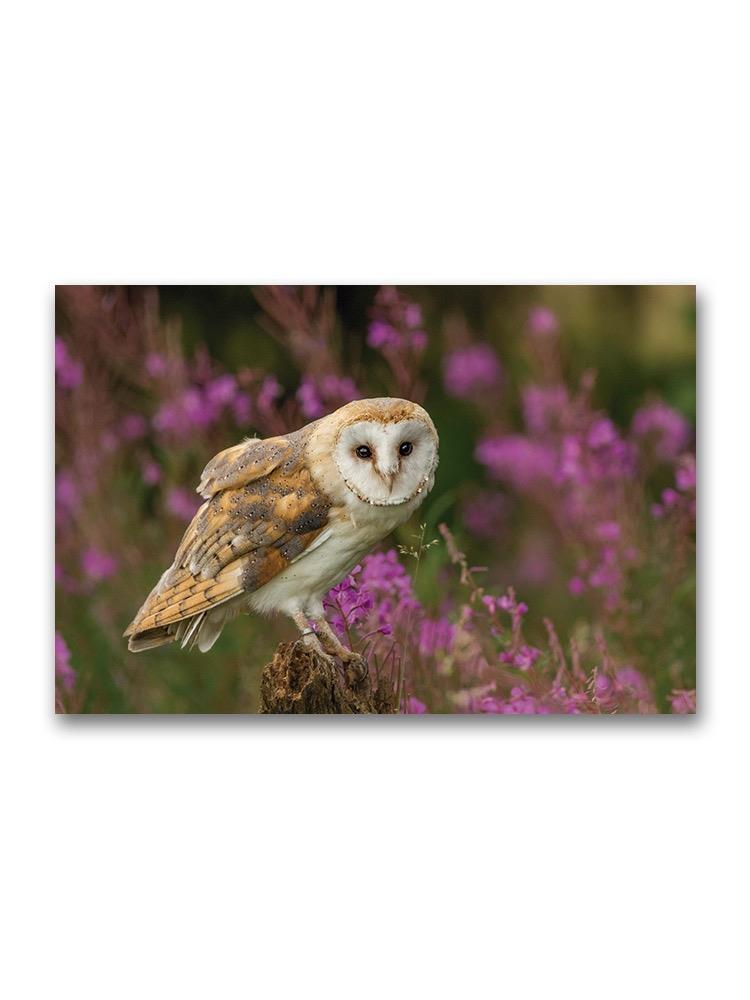 Beautiful Barn Owl Poster -Image by Shutterstock
