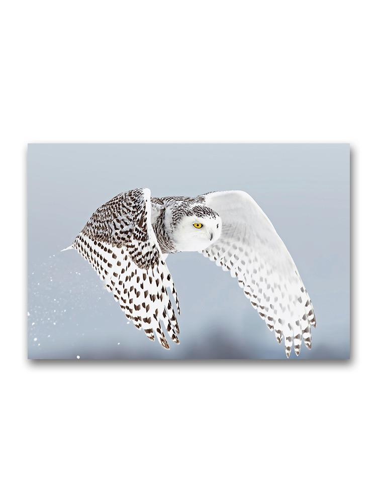 Snowy Owl Flying Poster -Image by Shutterstock