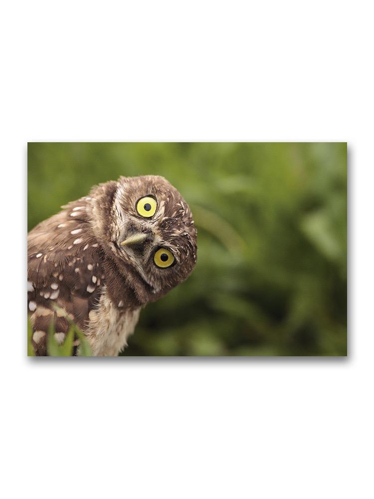Funny Burrowing Owl Poster -Image by Shutterstock