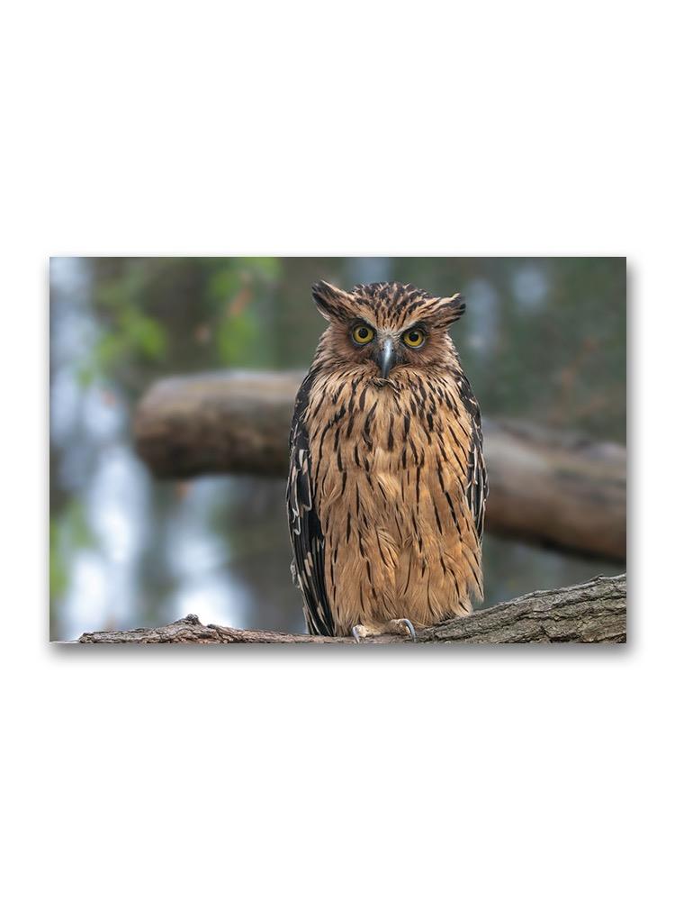 Buffy Fish-owl Poster -Image by Shutterstock