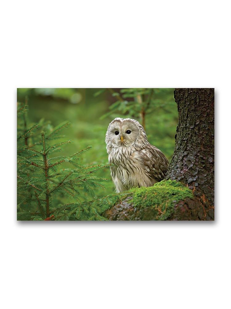 The Ural Owl Poster -Image by Shutterstock