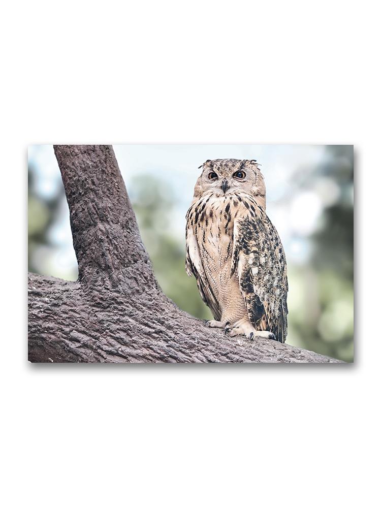 Owl With Funny Eyes Poster -Image by Shutterstock