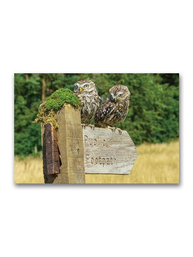 Two Little Owls On A Footpath Poster -Image by Shutterstock