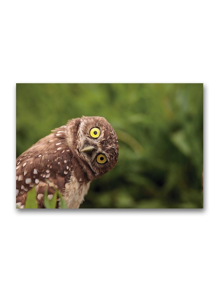 A Funny Burrowing Owl Poster -Image by Shutterstock