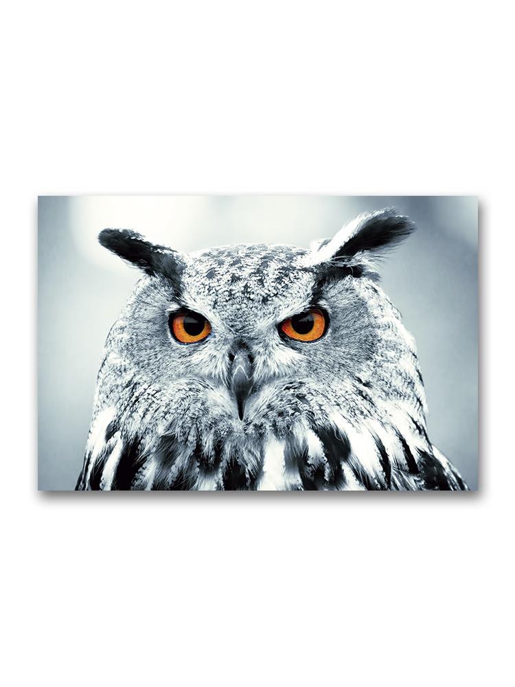 Piercing Owl Eyes Poster -Image by Shutterstock