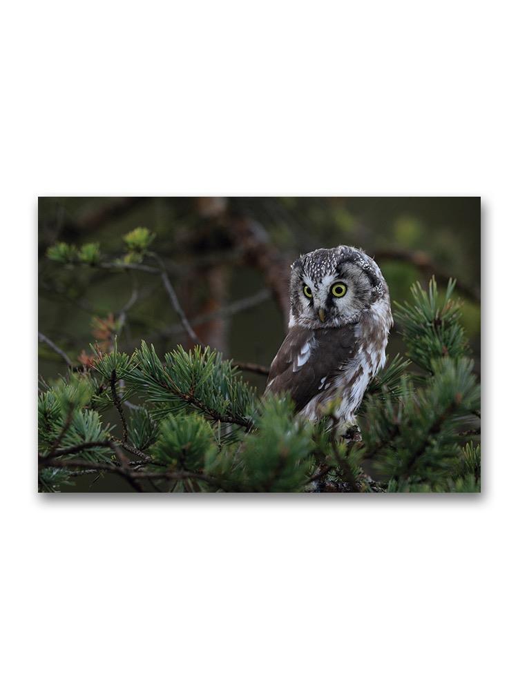 Cute Small Brown Owl Poster -Image by Shutterstock