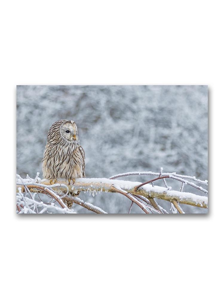 Ural Owl In The Snow Poster -Image by Shutterstock
