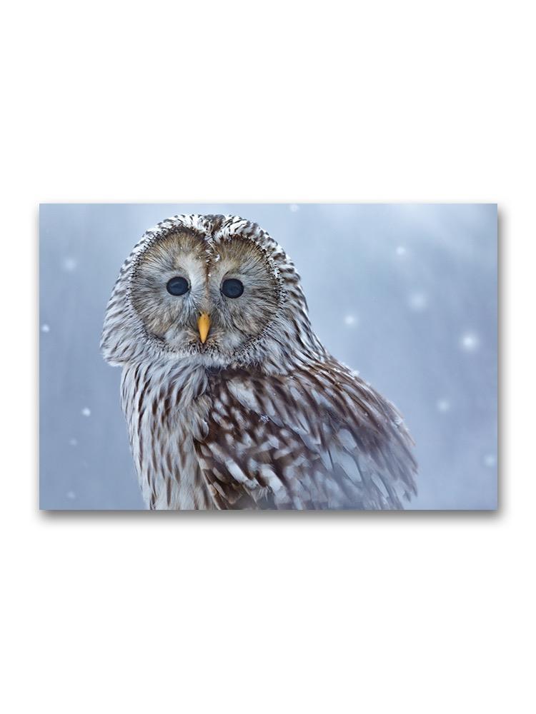 Ural Owl In Snow, Beautiful Poster -Image by Shutterstock